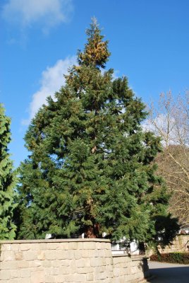 Sequoiadendron giganteum - sekvojovec obrovský - habitus (3)